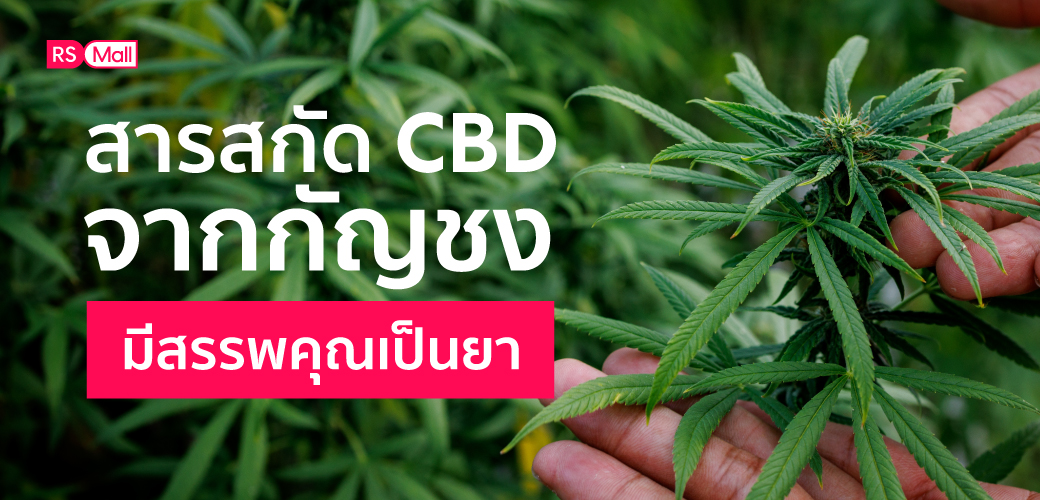 สารสกัด CBD จากกัญชง มีสรรพคุณเป็นยา